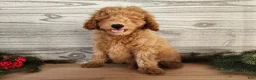 Mini Goldendoodle dogs for sale: Houston - Ad 15