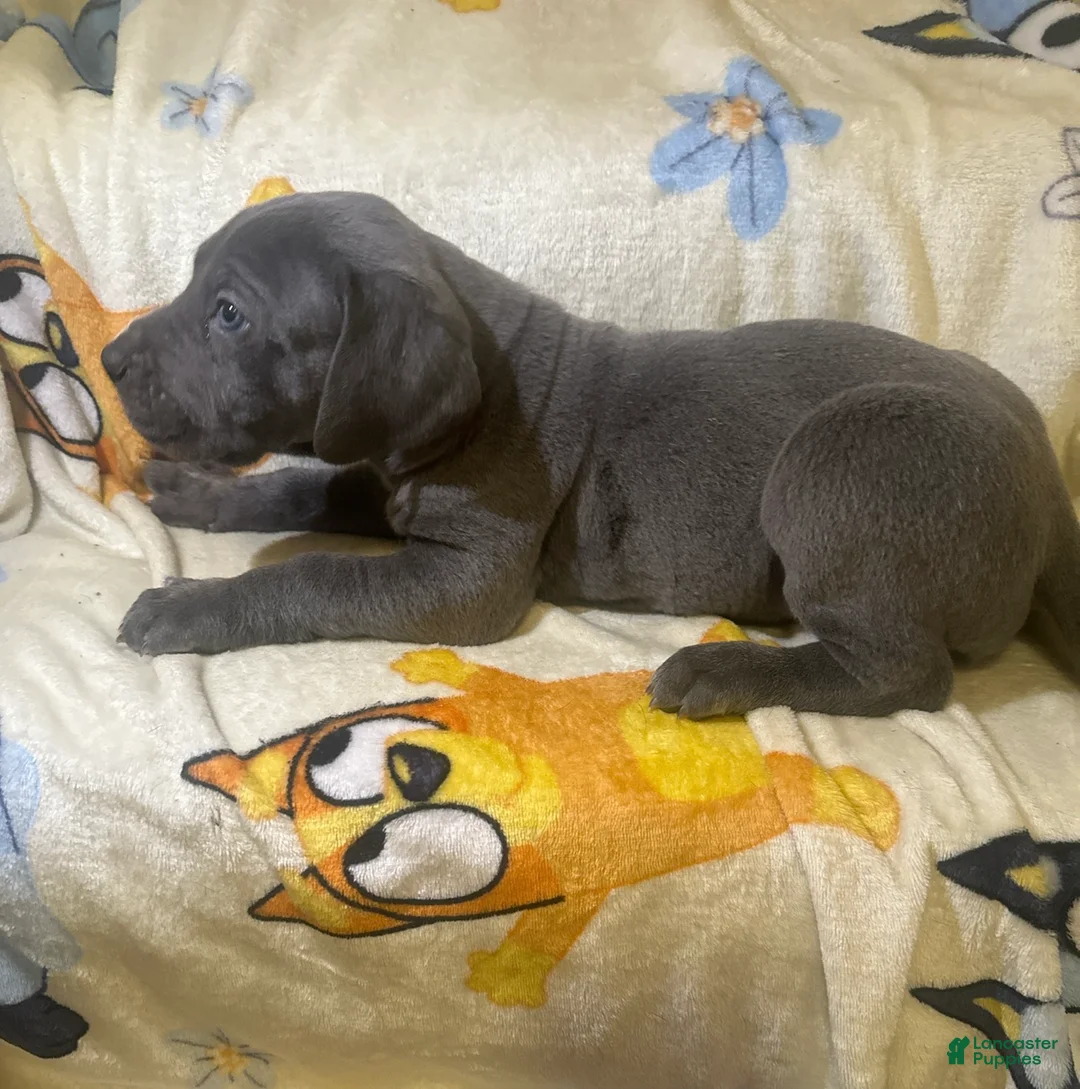 Great Dane dogs for sale: Great Dane Puppy 6 - Ad 2