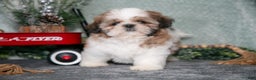 Shih Tzu dogs for sale: Lily - Ad 2