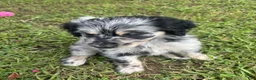 Aussiedoodle dogs for sale: Faith  - Ad 4