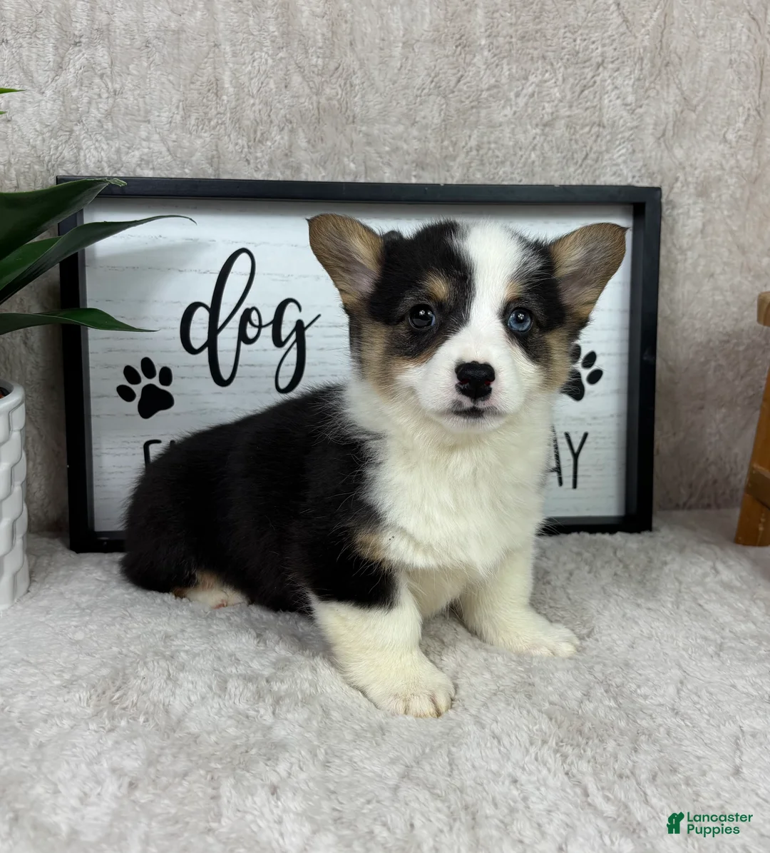 Welsh Corgi Pembroke dogs for sale: Prince - Ad 2