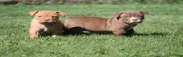 Olde English Bulldogge dogs for sale: Bluegates BETTY - Ad 3