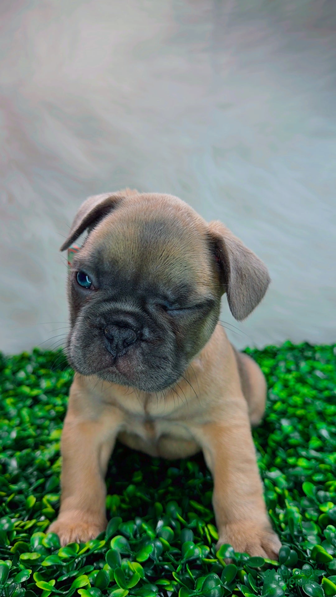 French Bulldog dogs for sale: MONNET - Ad 8