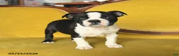 Boston Terrier dogs for sale: Roscoe - Ad 1