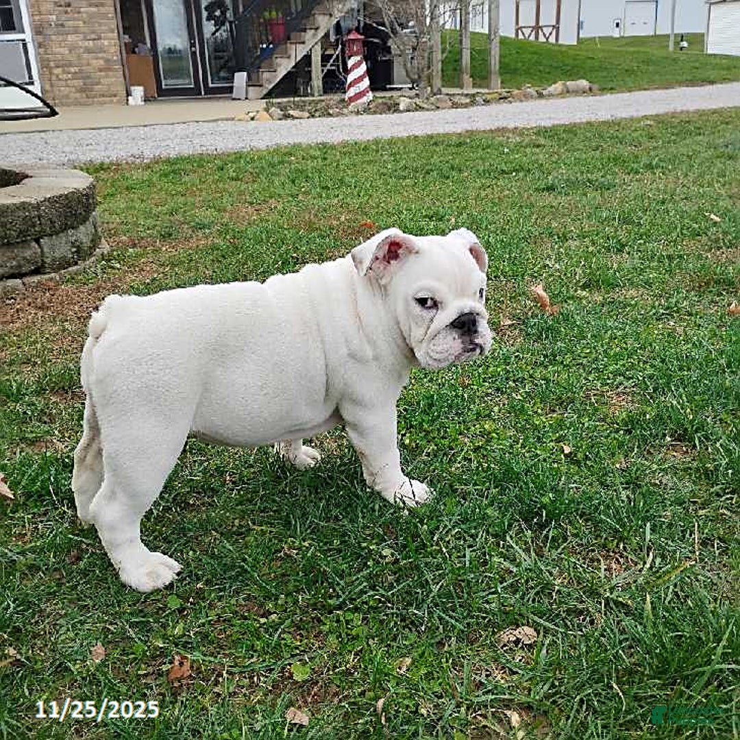 English Bulldog dogs for sale: Rayna - Ad 10