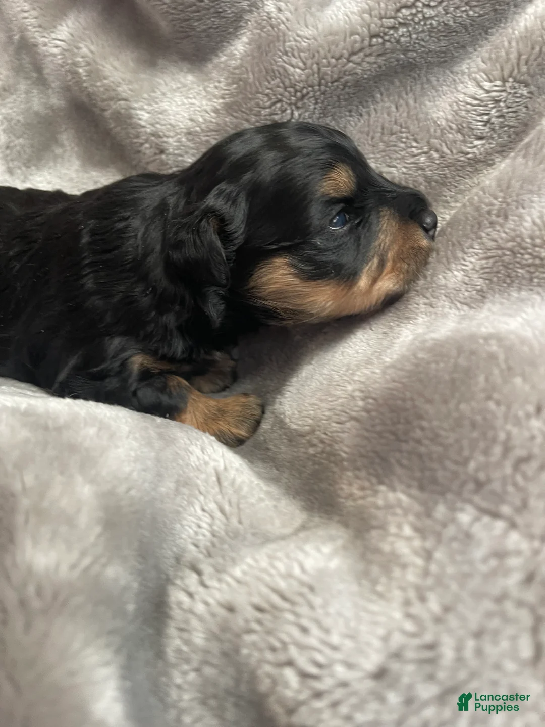 Miniature Schnauzer dogs for sale: Miniature Schnauzer Puppy 5 - Ad 2