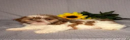 Shih Tzu dogs for sale: Emily - Ad 4