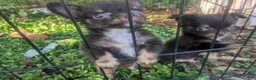 Chihuahua dogs for sale: Teacup Apple Head   Twix    - Ad 7
