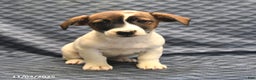 Jack Russell Terrier dogs for sale: Anita - Ad 3