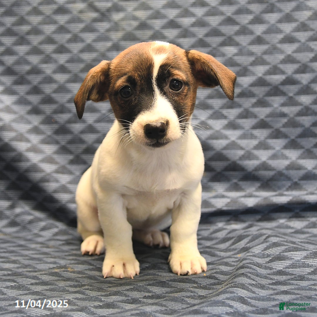 Jack Russell Terrier dogs for sale: Anita - Ad 3