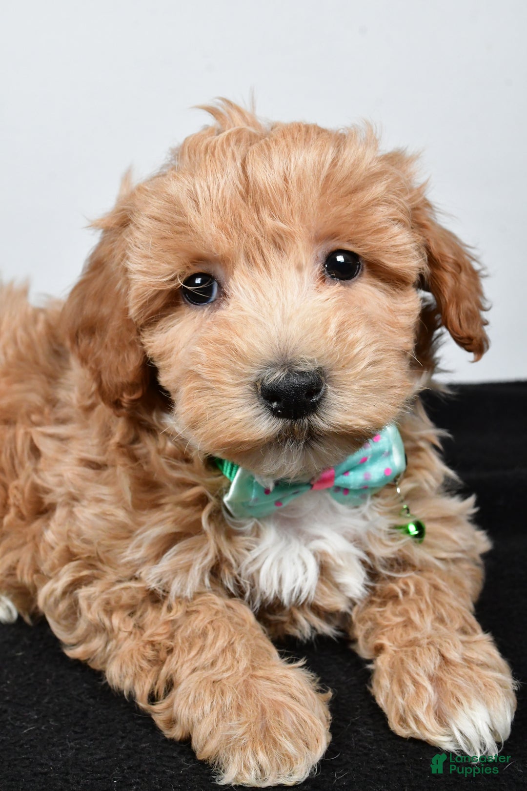 Maltipoo dogs for sale: Skipper - Ad 5