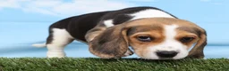 Beagle dogs for sale: Remington - Ad 1