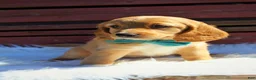 Mixed Breed dogs for sale: Copper - Ad 6
