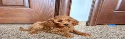 Cockapoo dogs for sale: Cockapoo male 1 - Ad 3
