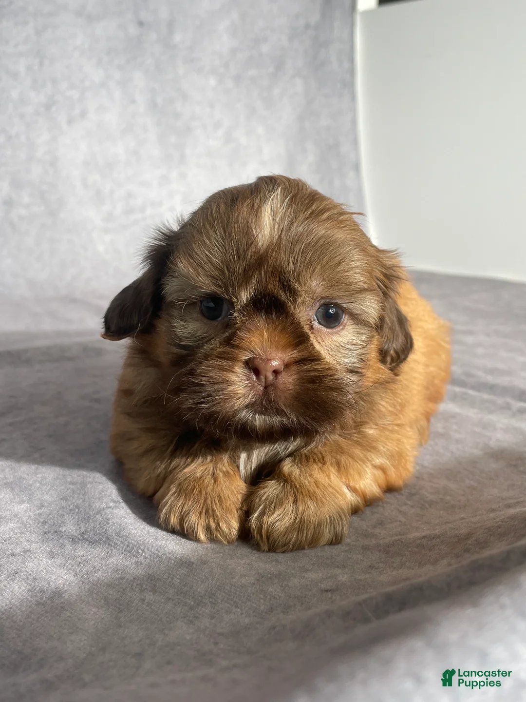 Shih Tzu dogs for sale: Evie - Ad 4