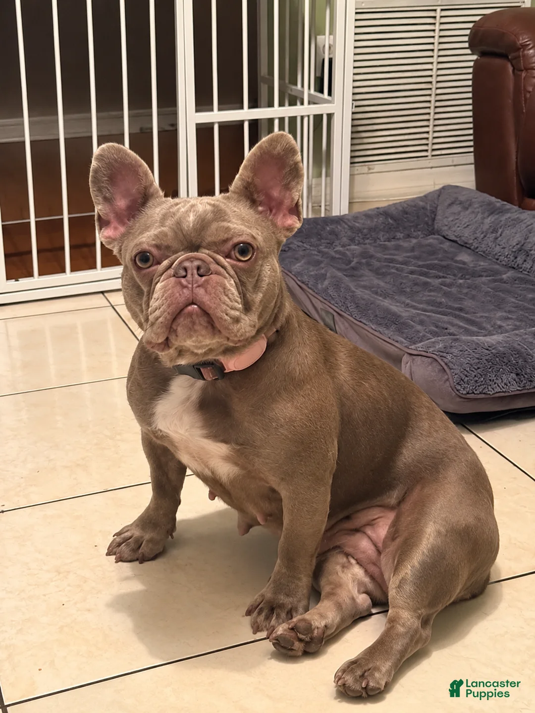 French Bulldog dogs for sale: French Bulldog 2 - Ad 2