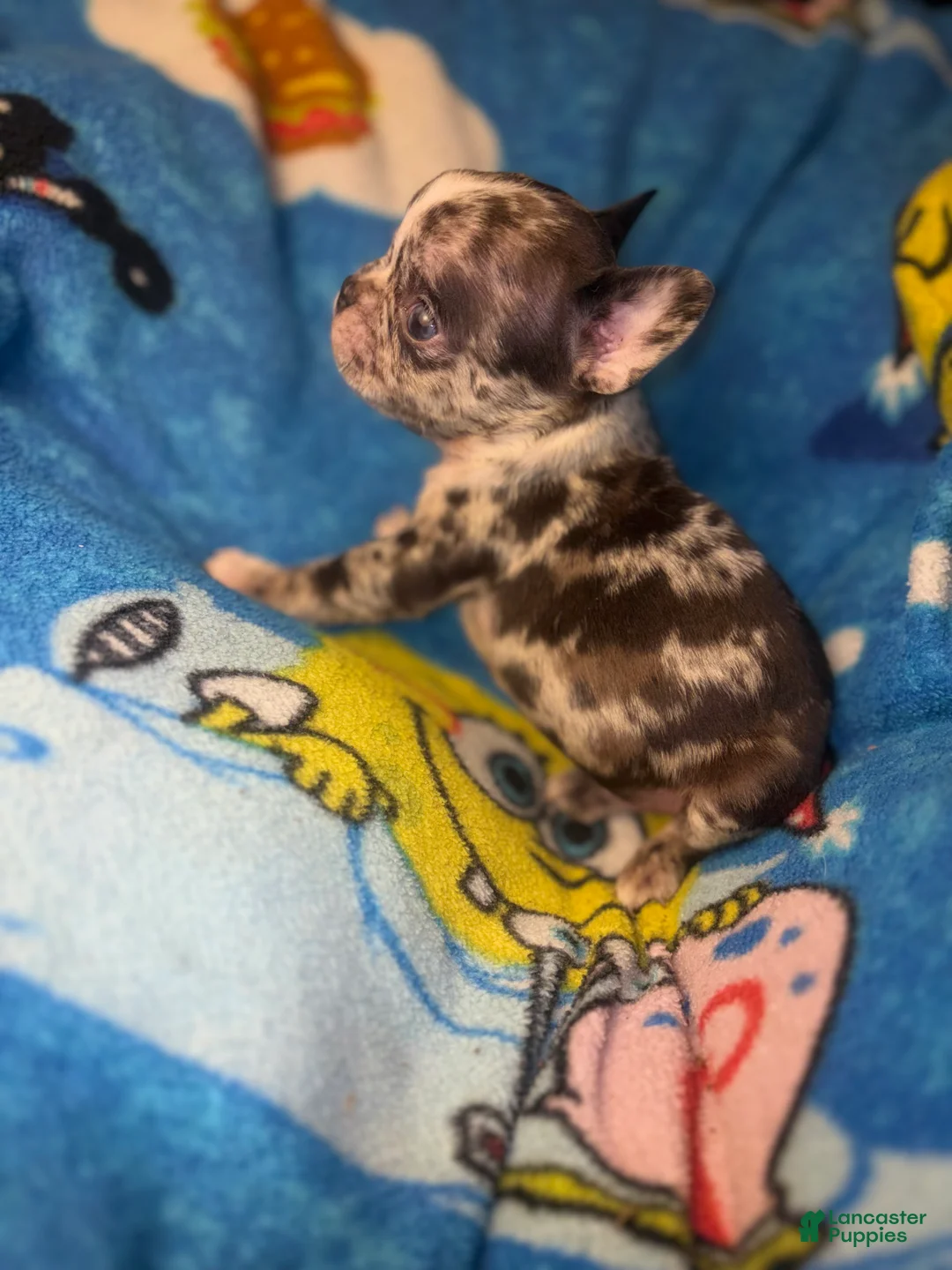 French Bulldog dogs for sale: Harley chocolate merle - Ad 2