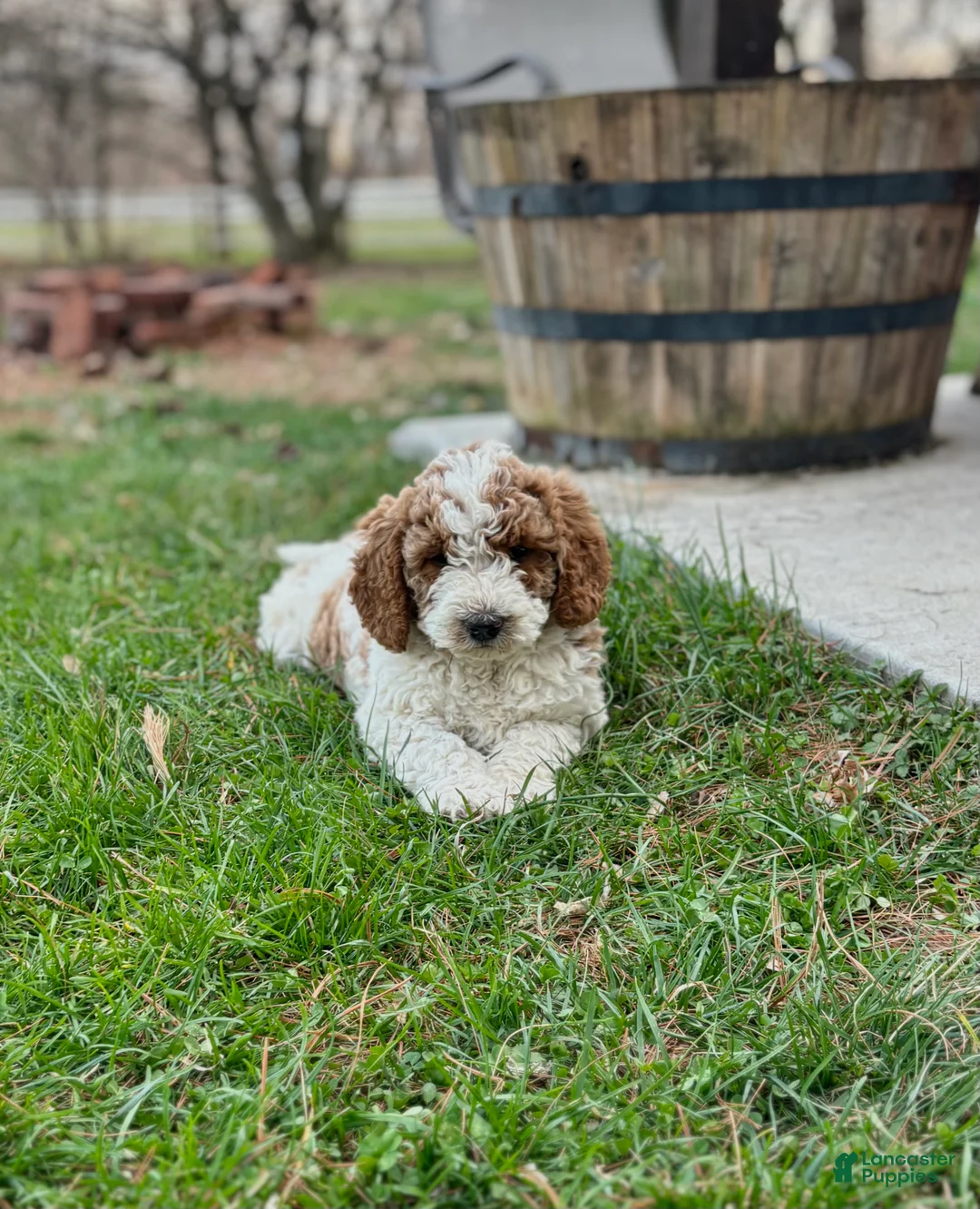 Labradoodle dogs for sale: Daisy  - Ad 2