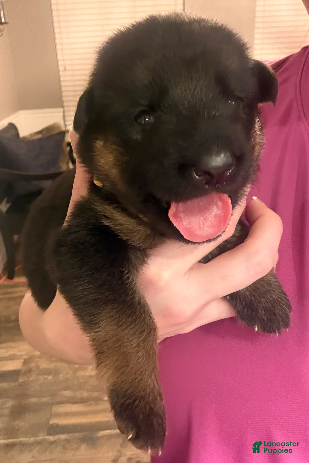 German Shepherd dogs for sale: German Shepherd Puppy 2 : Yellow  - Ad 2