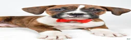 Boxer dogs for sale: Rex Boxer mix - Ad 5