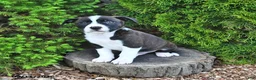 Mixed Breed dogs for sale: Jolly - Ad 1