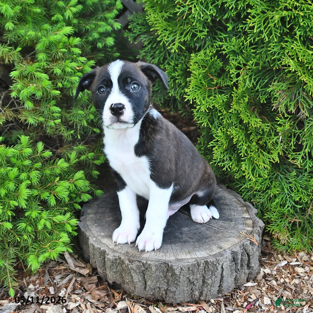 Mixed Breed dogs for sale: Jolly - Ad 1