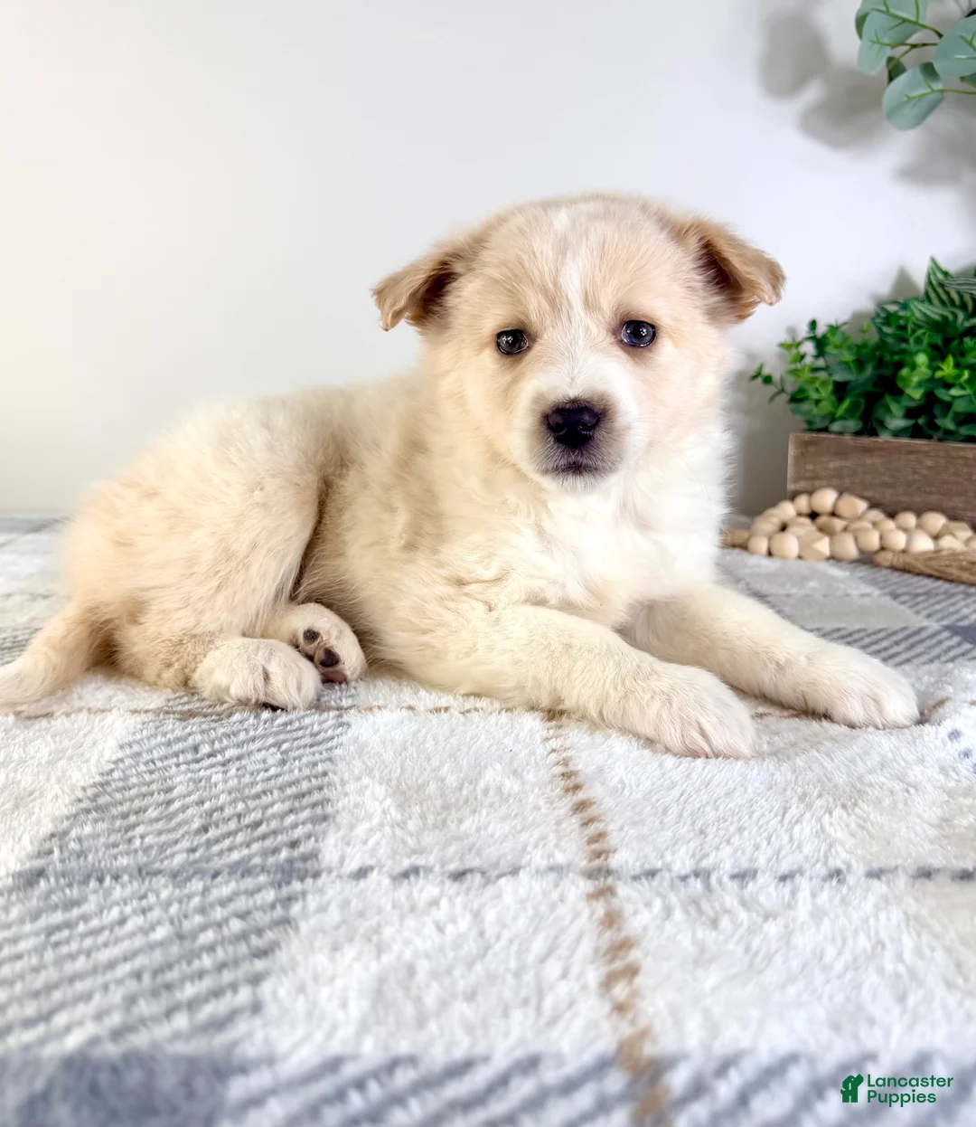 Mixed Breed dogs for sale: Honey - Ad 4