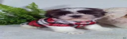 Shih Tzu dogs for sale: Chewy - Ad 1
