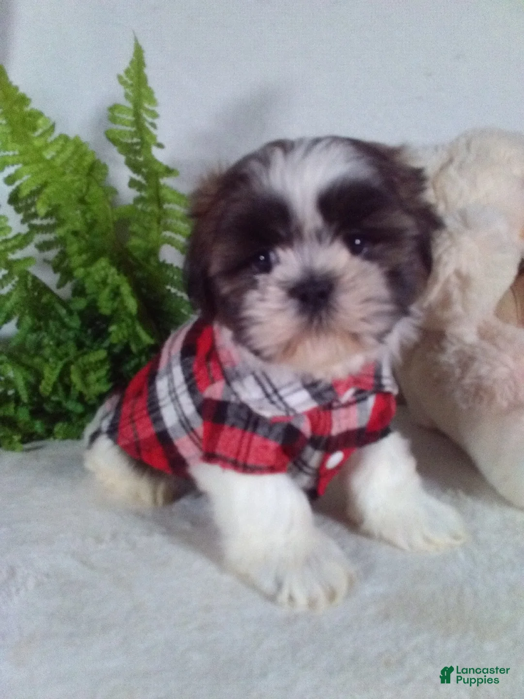 Shih Tzu dogs for sale: Chewy - Ad 1