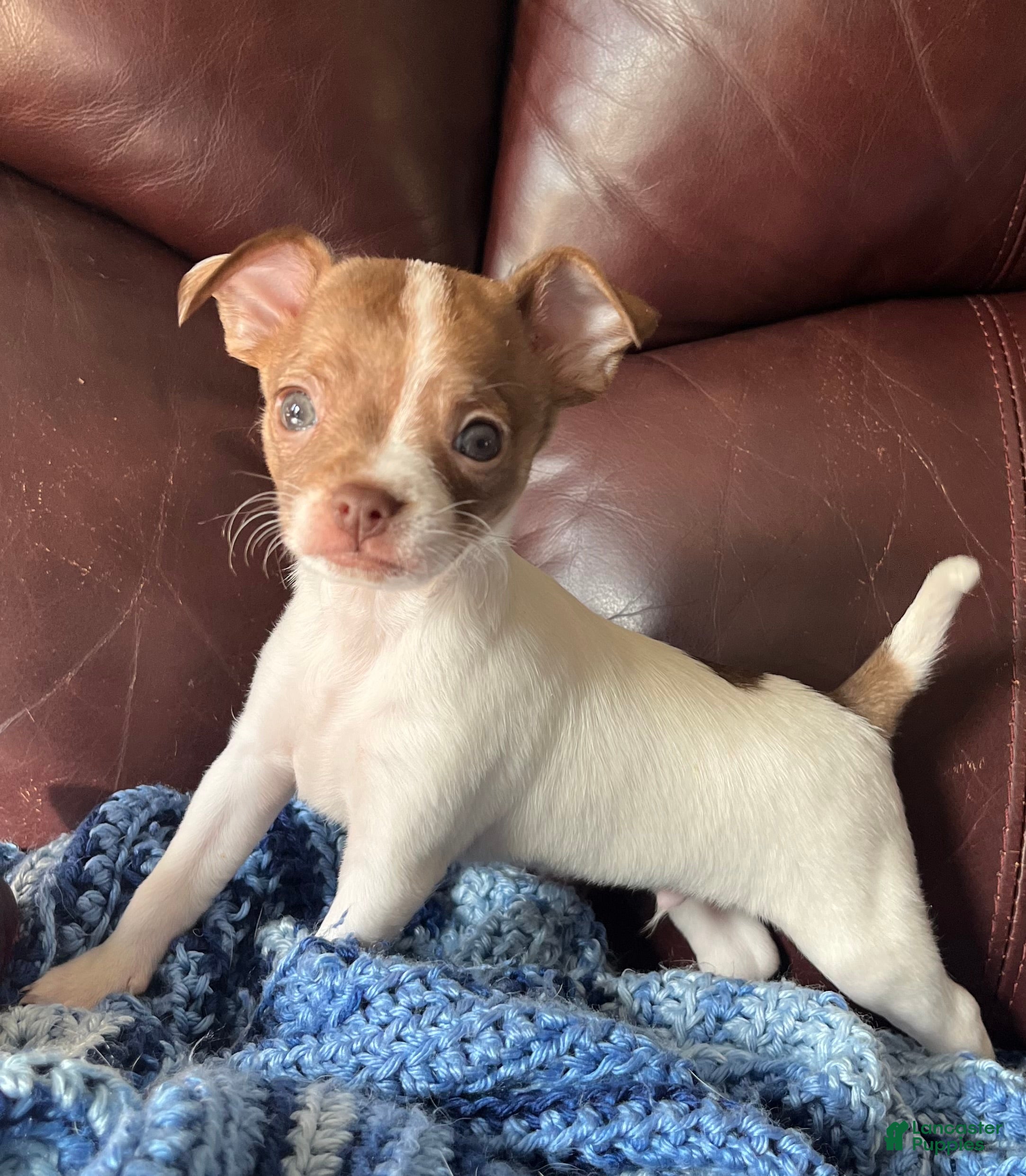 Chiweenie dogs Chiweenie 3 - Ad 2