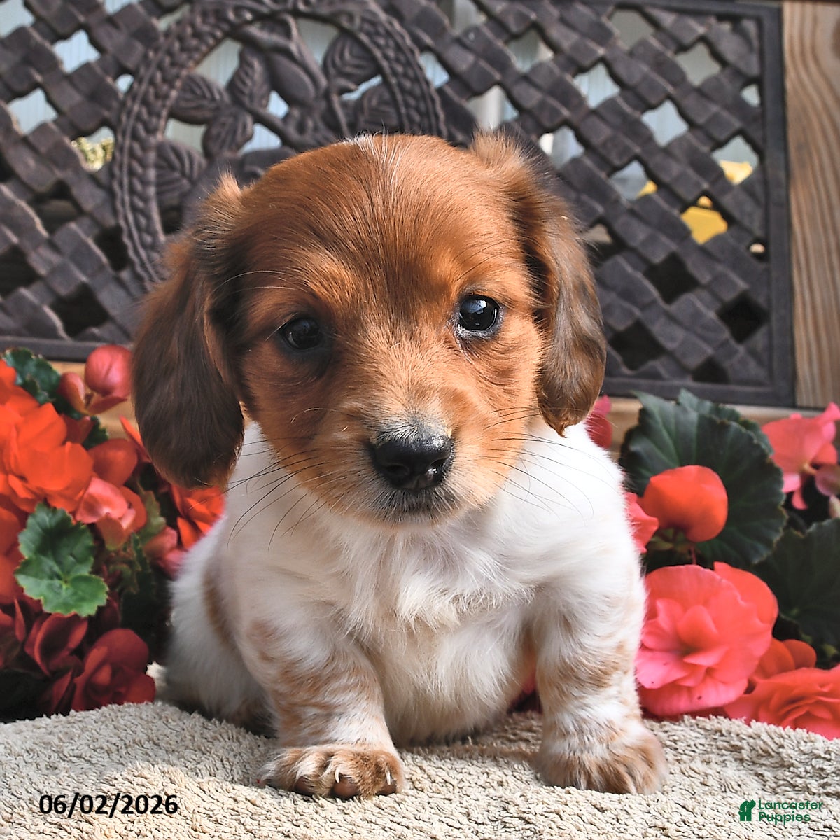 Miniature Dachshund dogs for sale: Bingo - Ad 3