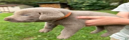 Labrador Retriever dogs for sale: Benny - Ad 2