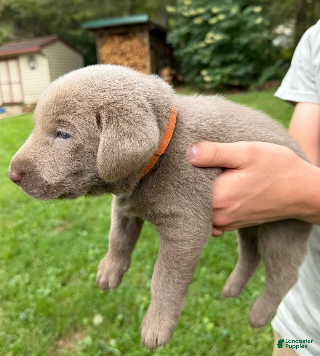 Labrador Retriever dogs for sale: Benny - Ad 2