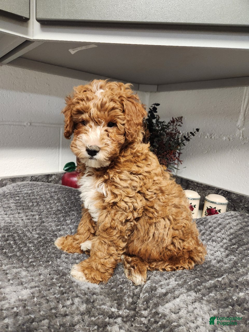 Mini Goldendoodle dogs Bandit - Ad 1