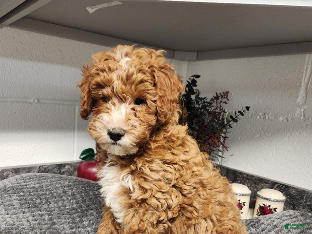 Mini Goldendoodle dogs for sale: Bandit - Ad 1