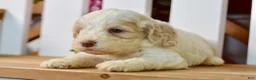 Cockapoo dogs for sale: Cora - Ad 7