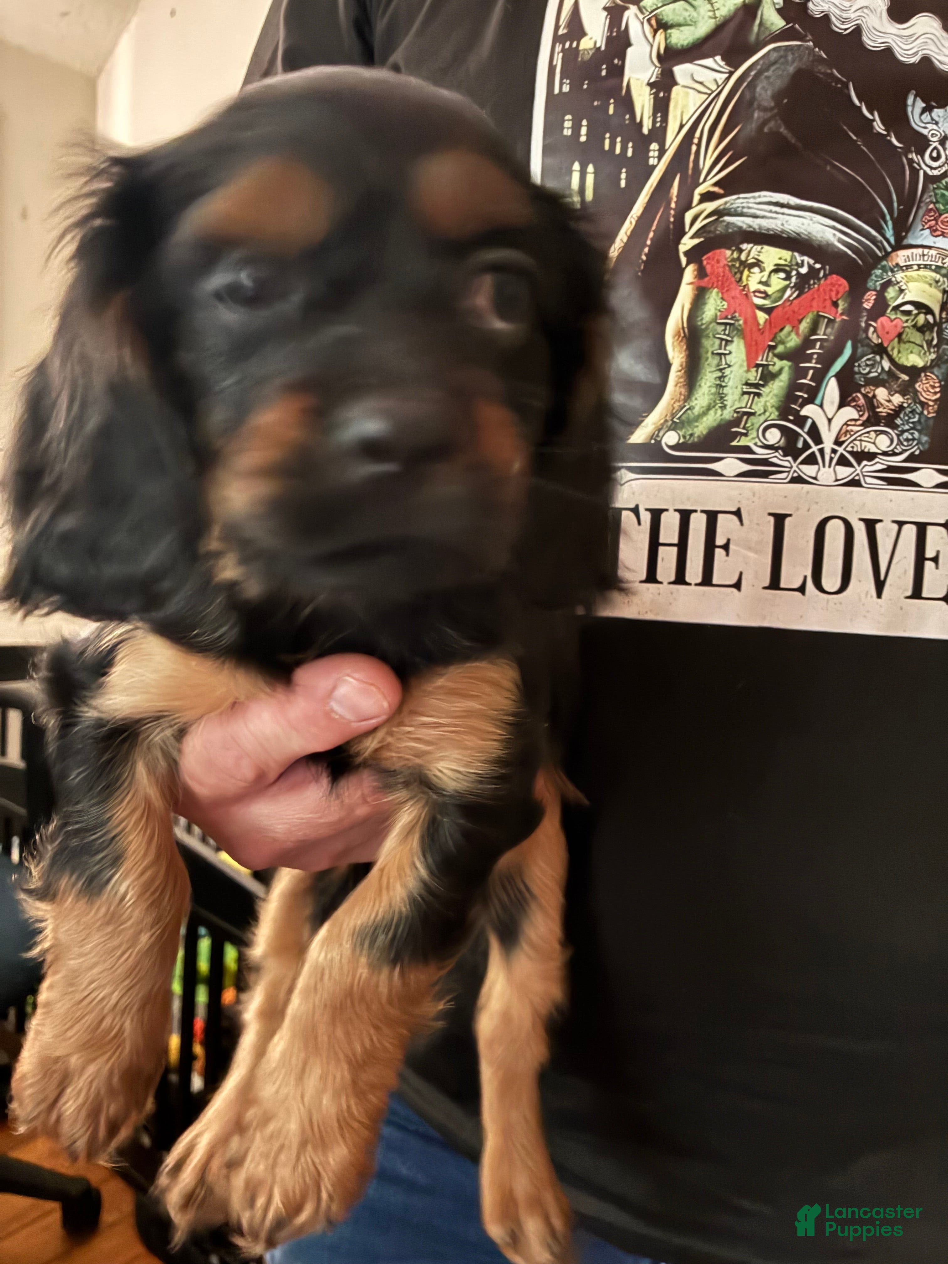 Cavalier King Charles Spaniel dogs Cavalier King Charles Spaniel Puppy 4 - Ad 2