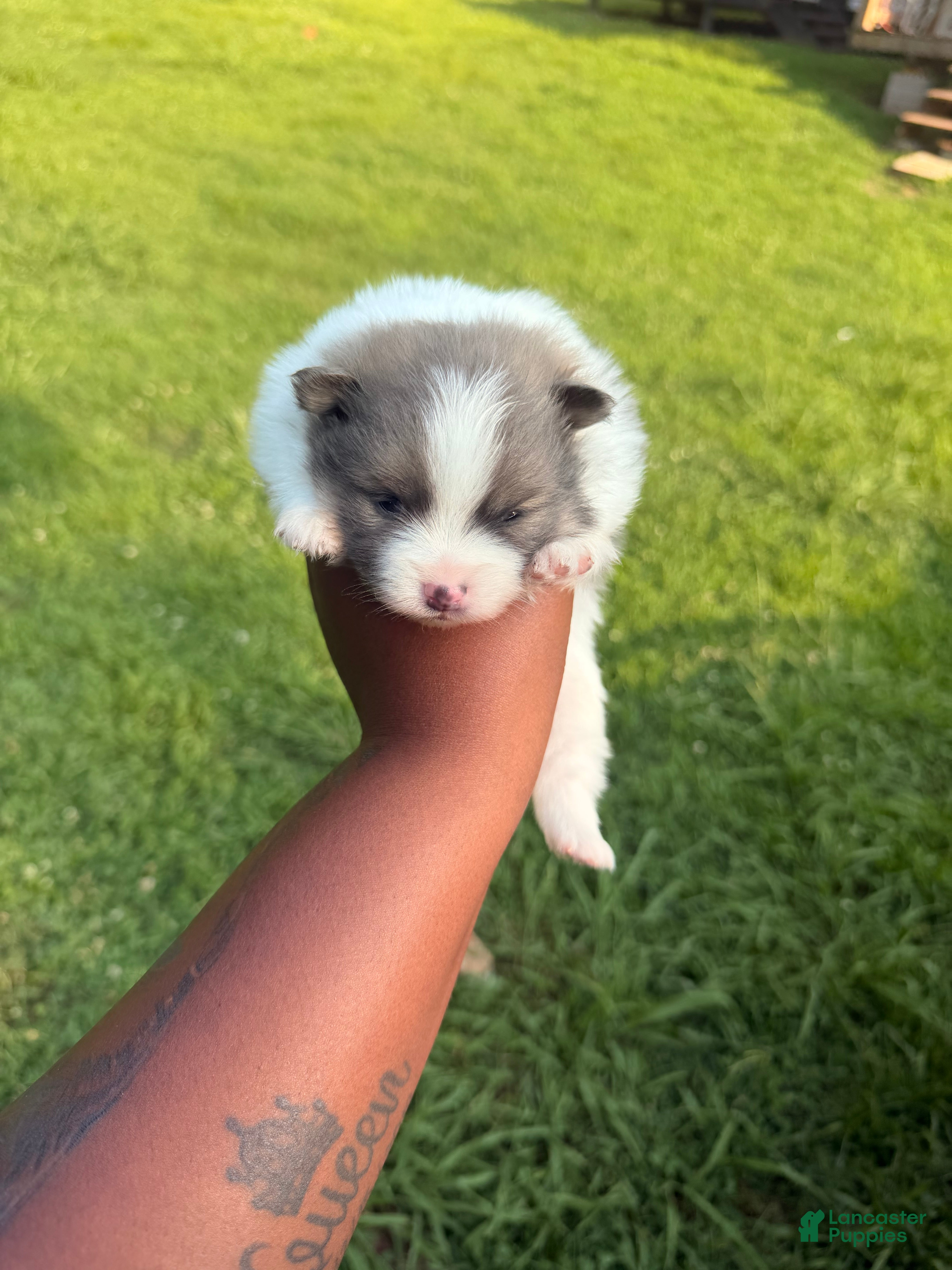 Pomeranian dogs for sale: Bear - Ad 3
