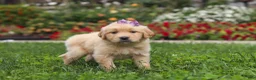 Golden Retriever dogs for sale: Becky - Ad 9