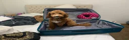 Mini Goldendoodle dogs for sale: Atlas - Ad 3