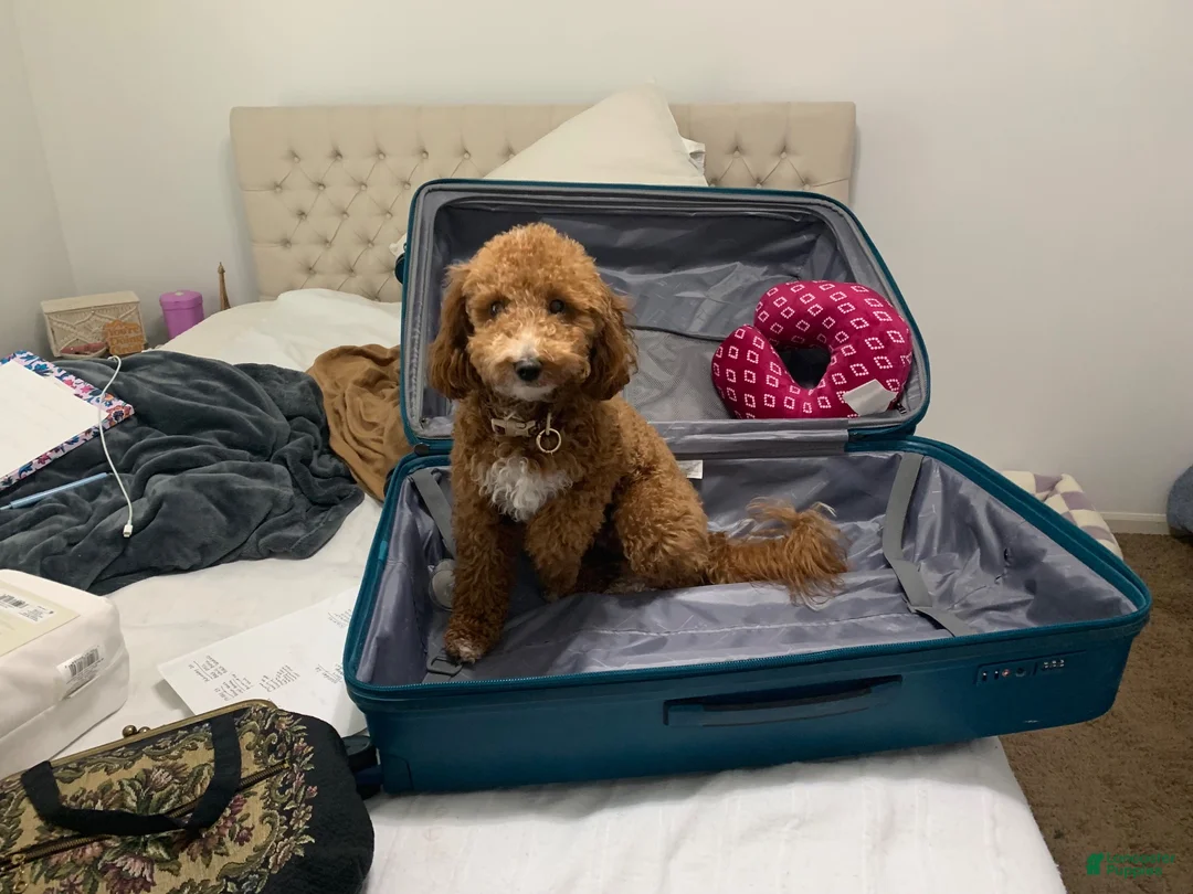 Mini Goldendoodle dogs for sale: Atlas - Ad 3