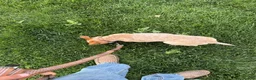 Australian Cattle Dog dogs for sale: Simba and Nala - Ad 5