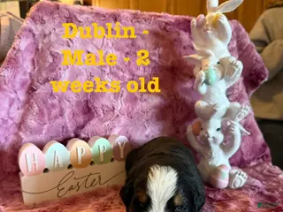 Bernese Mountain Dog dogs Dublin - Ad 22