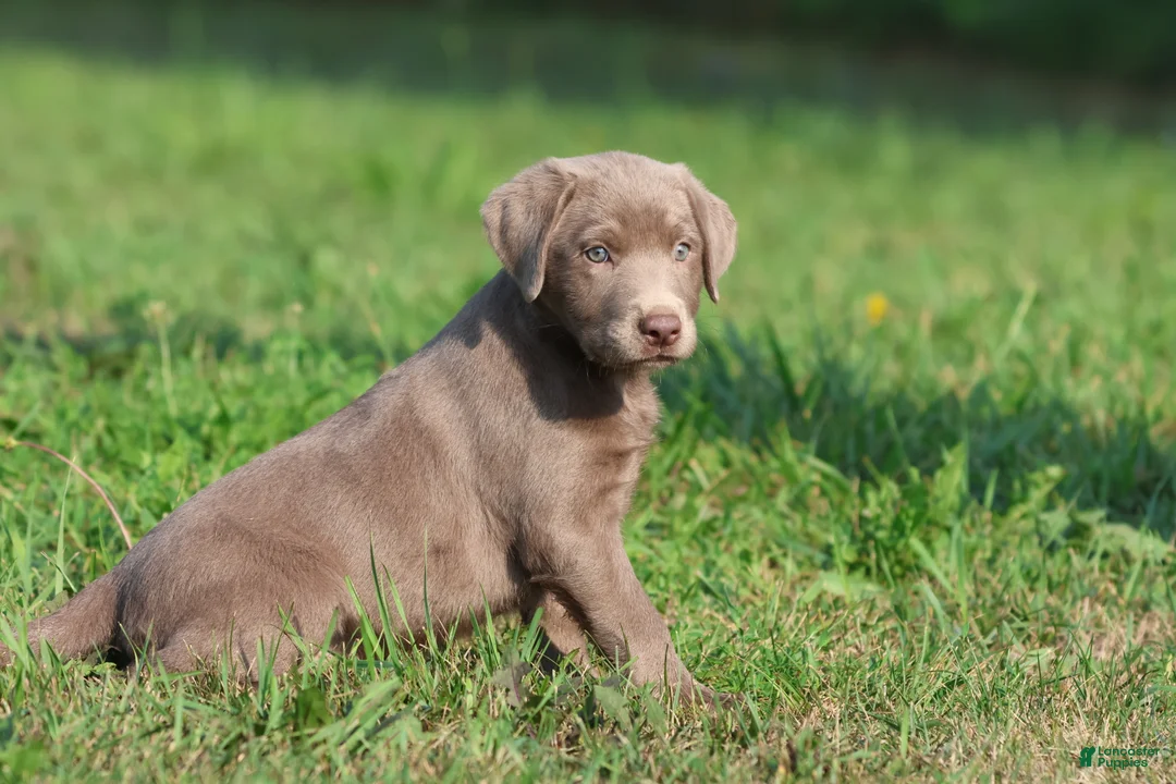 Labrador Retriever dogs for sale: DeJa Vu - Ad 3