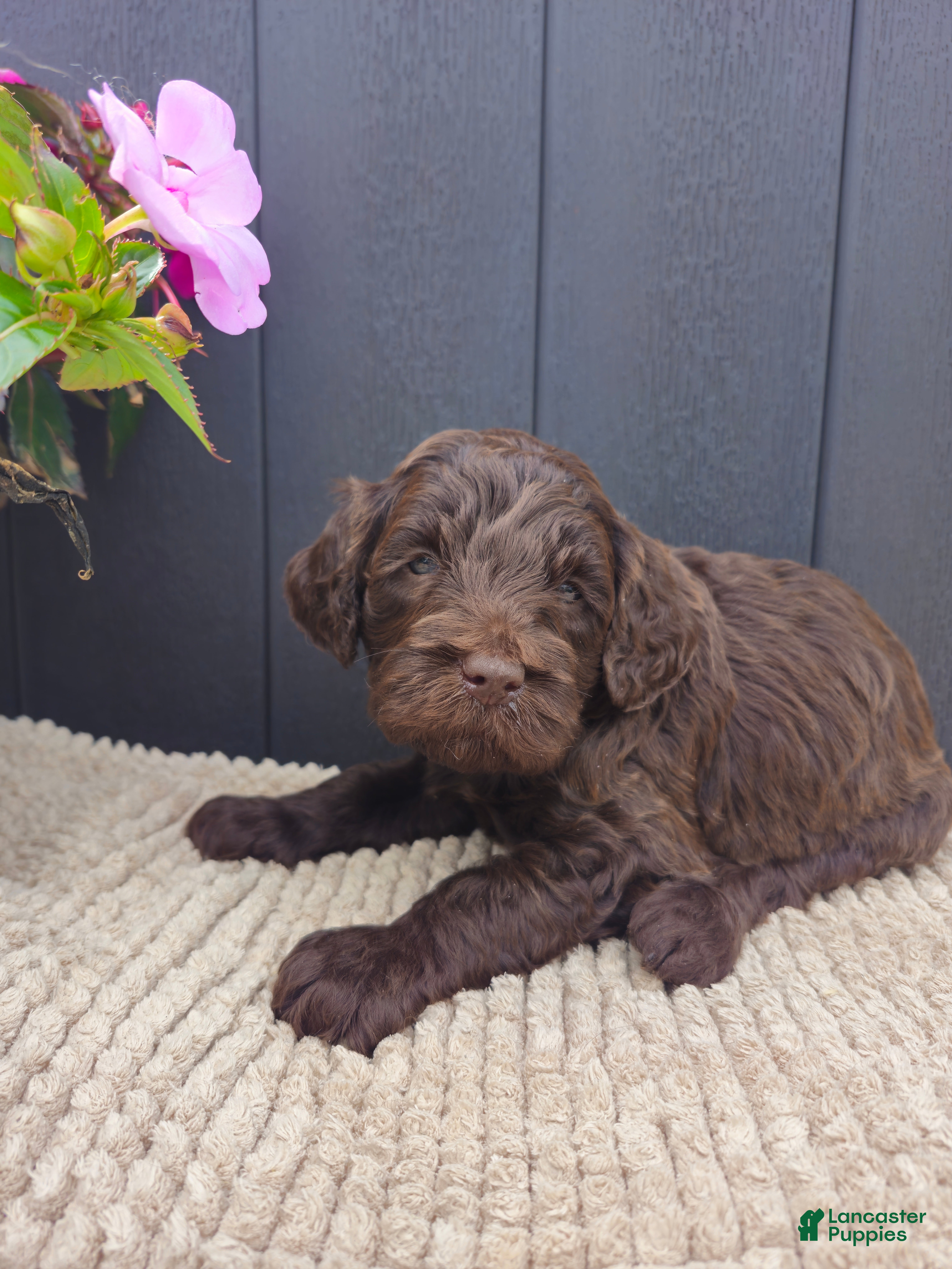 Labradoodle dogs Timber - Ad 28