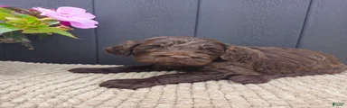 Timber
