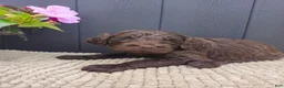 Labradoodle dogs for sale: Timber - Ad 1