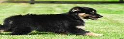 Australian Shepherd dogs for sale: Carson - Ad 7