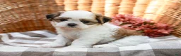 Shih Tzu dogs for sale: Anthony - Ad 3