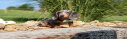 Dachshund dogs for sale: Bryce - Ad 6